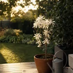 Arbre a planter : magnolia étoilé en pot, arbre d’ombre